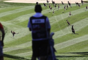Kangaroos Invade Golf Course during LPGA Event in Australia